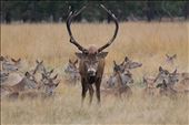 Stand off with a testosterone fulled male stag during the winter mating rut ! : by hayleighhume, Views[343]