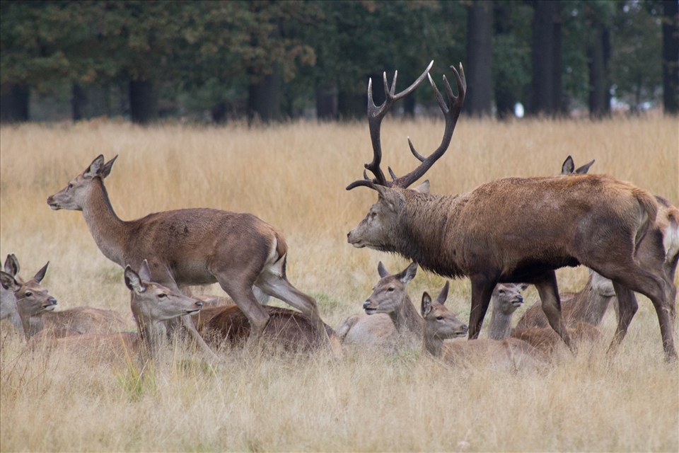The lead male stag chasing the ladies for some mating action during rut season