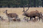 The lead male stag chasing the ladies for some mating action during rut season: by hayleighhume, Views[235]