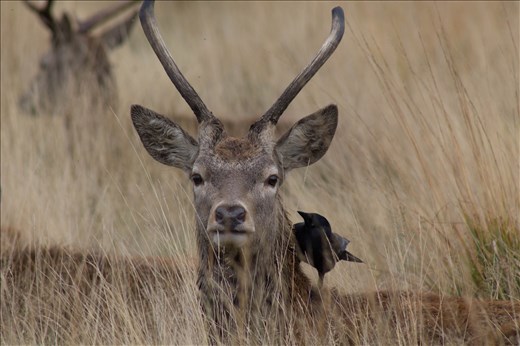Lone young male deer recieving some grooming off a crow.