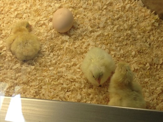 Recently hatched chicks, Science Museum, Valencia