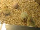 Recently hatched chicks, Science Museum, Valencia: by hayleythenomad, Views[247]