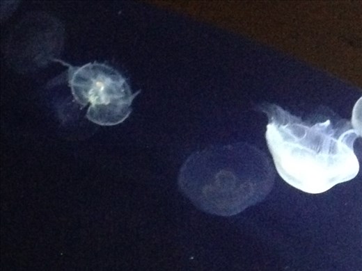 Jellyfish, Oceanographique, Valencia