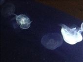 Jellyfish, Oceanographique, Valencia: by hayleythenomad, Views[159]
