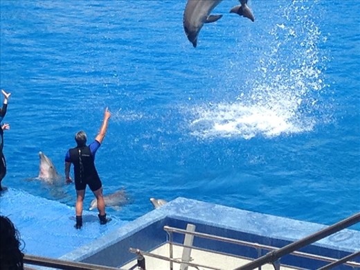 Mid flip, Oceanographique, Valencia