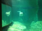 Beluga whale, Oceanographique, Valencia: by hayleythenomad, Views[216]