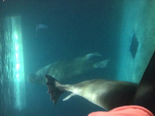 Walruses, Oceanographique, Valencia