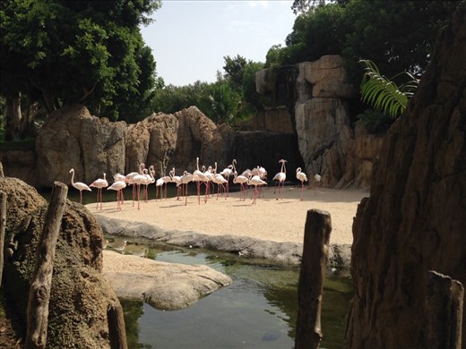Flamingos, Bioparc, Valencia