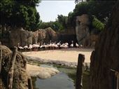 Flamingos, Bioparc, Valencia: by hayleythenomad, Views[259]