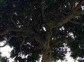 Tree full of lemurs, Bioparc, Valencia : by hayleythenomad, Views[191]