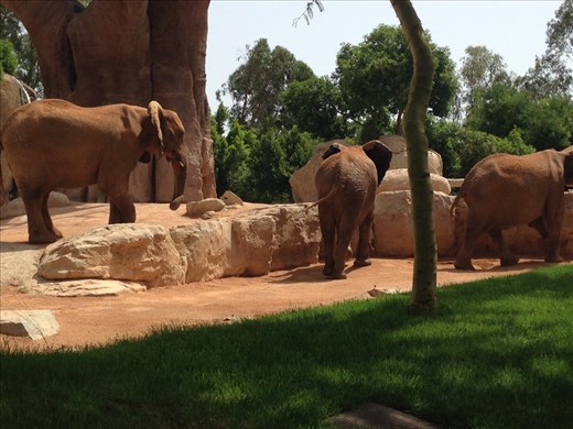 Elephants, Bioparc, Valencia 