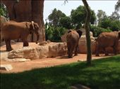 Elephants, Bioparc, Valencia : by hayleythenomad, Views[206]