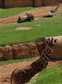 Hello there Mr. Giraffe, Bioparc, Valencia : by hayleythenomad, Views[186]