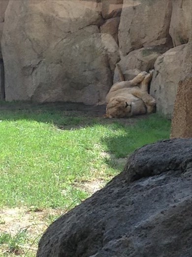 Sleeping lion, Bioparc, Valencia 
