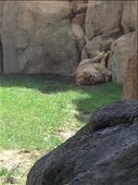 Sleeping lion, Bioparc, Valencia : by hayleythenomad, Views[242]