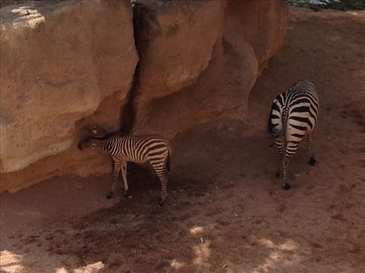 Baby zebra, Bioparc, Valencia 