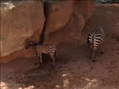 Baby zebra, Bioparc, Valencia : by hayleythenomad, Views[178]