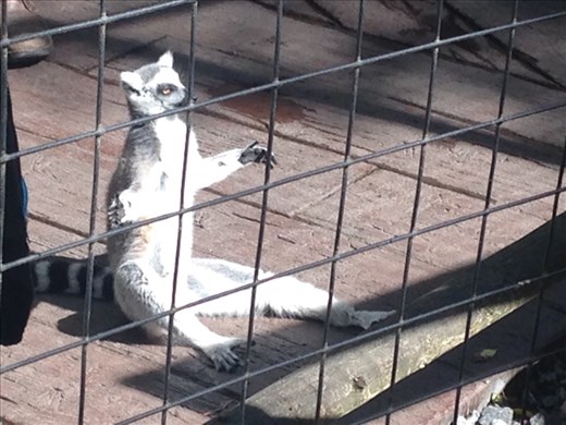 I like to move it move it, Skansen