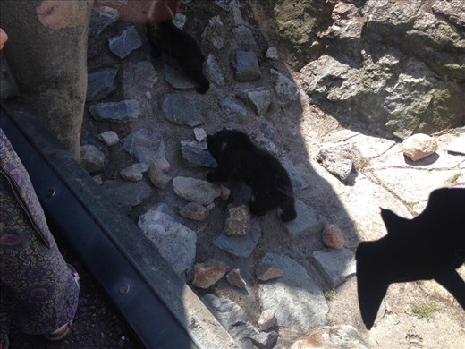 Baby bears, Skansen