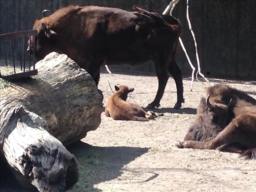 Baby bison, Skansen