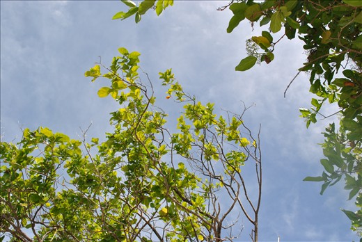 The sun and its rays over the trees. It's a beautiful sunny day.