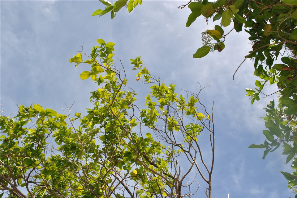 The sun and its rays over the trees. It's a beautiful sunny day.