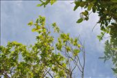 The sun and its rays over the trees. It's a beautiful sunny day.: by hazelmersa, Views[524]