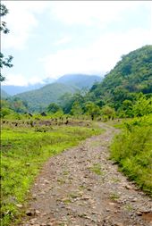 The drive up to Lote Ocho. The same route taken by the rapists.: by hcarson, Views[624]