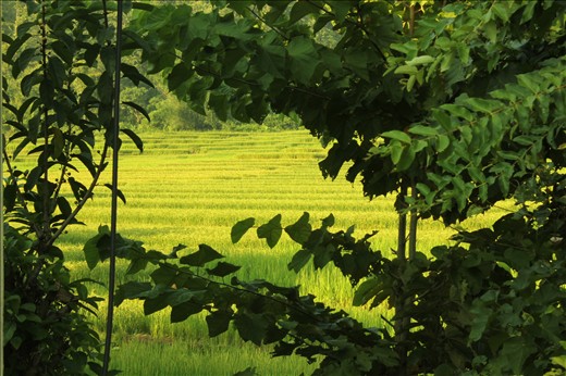 Welcome to Gorkha District. Rice fields dominates this rural valley.