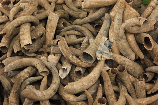 Cow horns to heal the soil in biodynamic farming .