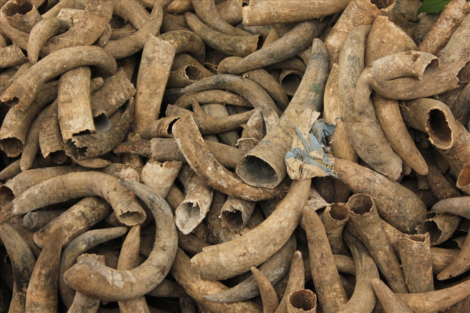 Cow horns to heal the soil in biodynamic farming .