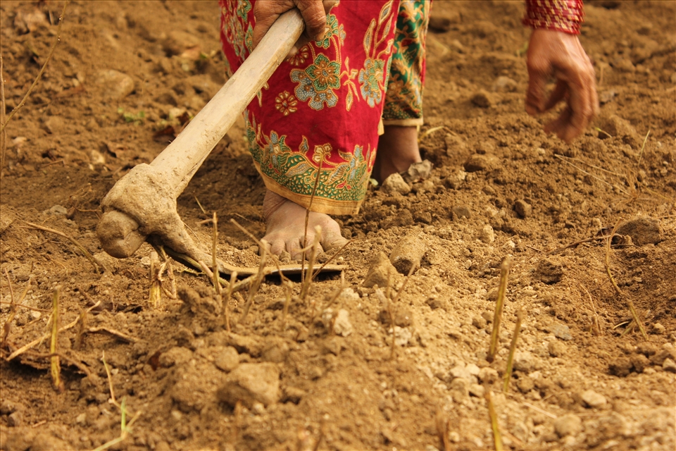 Women own a fundamental role in agriculture.