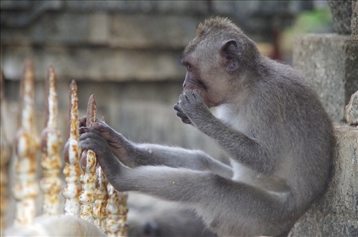 Monkey at Uluwatu temple stole our bananas 