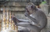 Monkey at Uluwatu temple stole our bananas : by heatherkatemiller, Views[182]
