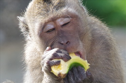 This little guy loves his bananas 