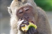 This little guy loves his bananas : by heatherkatemiller, Views[139]