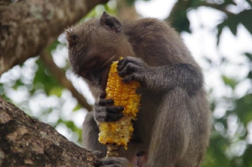 The monkeys were inquisitive and would eat anything just as humans do! 