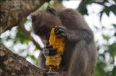 The monkeys were inquisitive and would eat anything just as humans do! : by heatherkatemiller, Views[151]