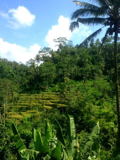 The rice fields outside of Bali are spectacular. The greenery and arrangements are clean and mesmerising. 