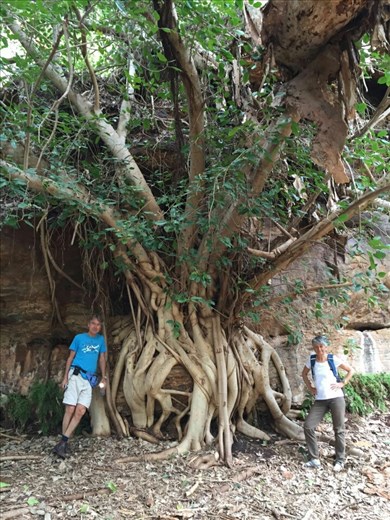 On our way to Fern Pool part of Dales Gorge