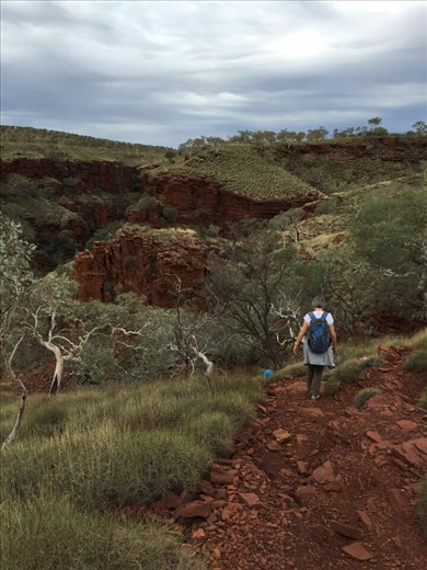 Over 2 hours of hiking and climbing in Dales Gorge. Jacob's Ladder was soft compared to yesterday's climb and climbing in  Knox Gorge the day before.