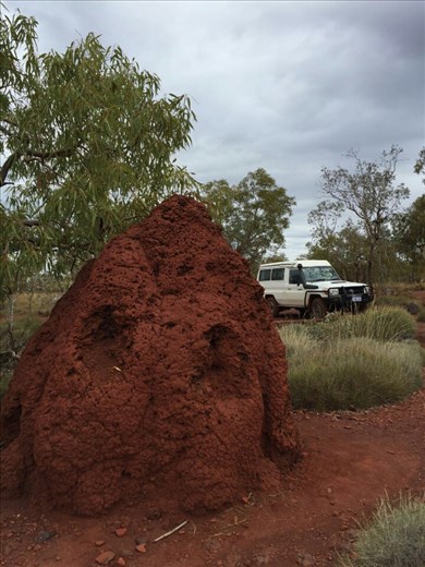 Termite hill... One of many!