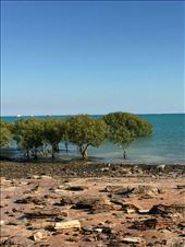 Mangroves: by heffmann, Views[292]