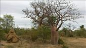 I love Boab trees. They look bizarre and beautiful.: by heffmann, Views[172]