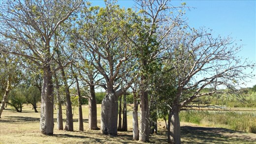 Eine Gruppe von Boab trees