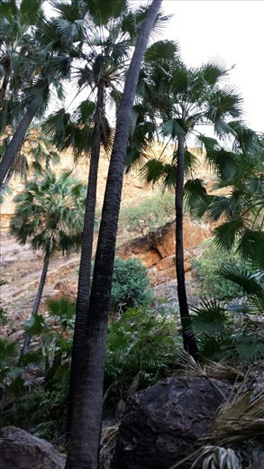 Zebedee Springs mit Livistona Palmen. 