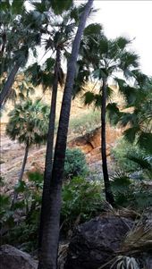 Zebedee Springs mit Livistona Palmen. : by heffmann, Views[365]