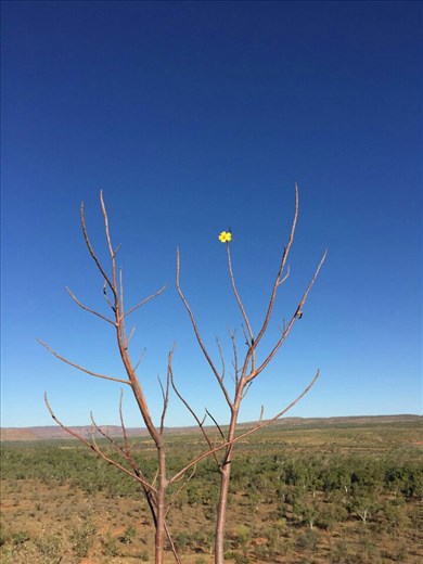 Aussergewoehnliche Natur...bizarr und schoen!