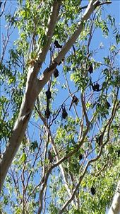 Nochmal heran gezoomt. Die Fledermaeuse waren ziemlich geraeuschvoll. Daraufhin meinte ein Kind: die reden im Schlaf. Komischerweise sind einige sogar geflogen. Ich dachte, das machen sie nur bei Nacht.: by heffmann, Views[267]