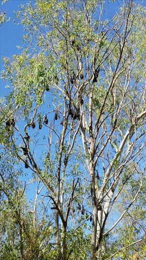 Fruit bats in Katherine Gorge, einer tollen Schlucht. Leider kann man wieder nicht schwimmen, wegen crocs und der Wasserfall ist schon versiegt. Also geht es weiter durch die Mitte, Richtung Sueden.